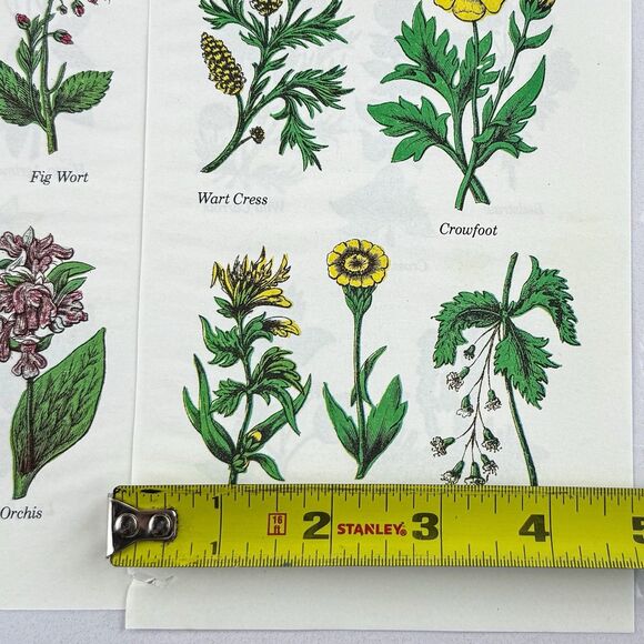 Lot of 4 Vintage Double Sided Botanical Book Plate Prints MCM Gallery Wall - Picture 7 of 12